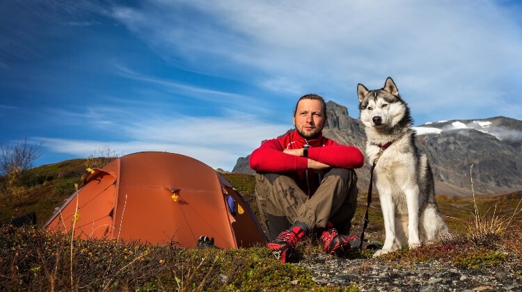 camping-with-dogs